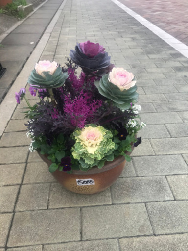 お正月鉢植え、高級陶器鉢
