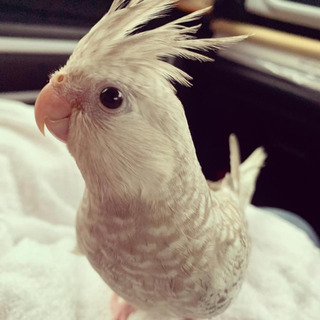 鳥さん好き集まれ〜♪