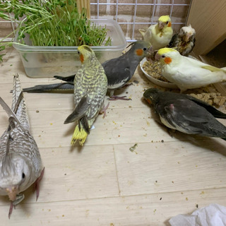 鳥さん好き集まれ〜♪ - 横浜市