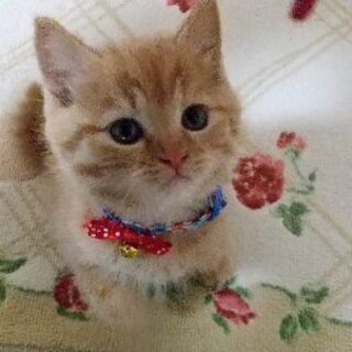 保護子猫(茶トラ♂)推定2ヶ月の里親様募集