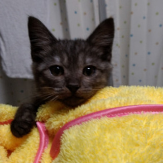 スモークブラックにゃん