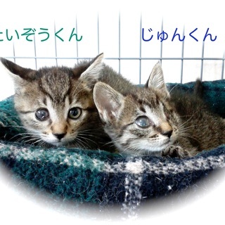 片目見えないたいぞう君、暖かいお迎えきそうですので、募集終了します。