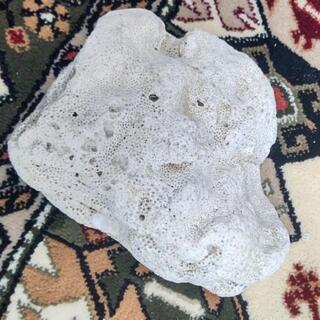 天然サンゴ石の画像