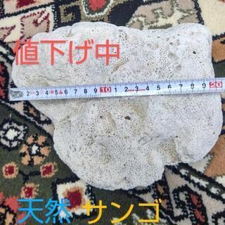 天然サンゴ石