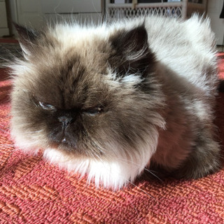 ペルシャ猫