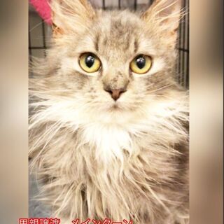 メインクーン　子猫　●●●本文をよくご覧下さいませ。 ●●●　→...