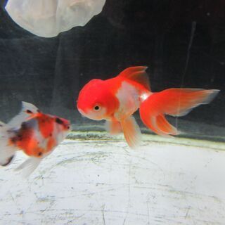弱った金魚を治療します。