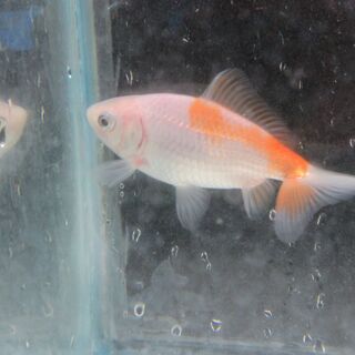 弱った金魚を治療します。 - 寒河江市