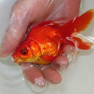 弱った金魚を治療します。 - ペット