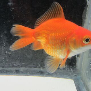 弱った金魚を治療します。 − 山形県