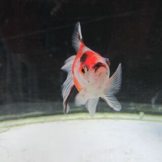 弱った金魚を治療します。 - 地元のお店