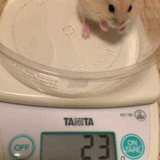 ジャンガリアンハムスターイエロープディング