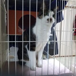 白キジ猫のオスです。よろしくお願いします。