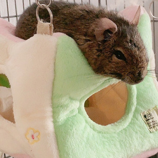 デグー