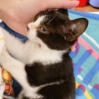迷い猫