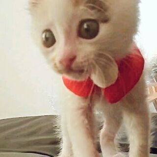 三毛ちゃんの家族募集