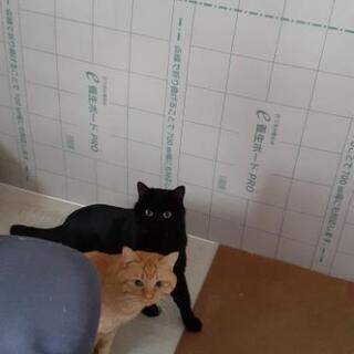 ３匹の里親募集！(2匹里親決定しました！) - 里親募集