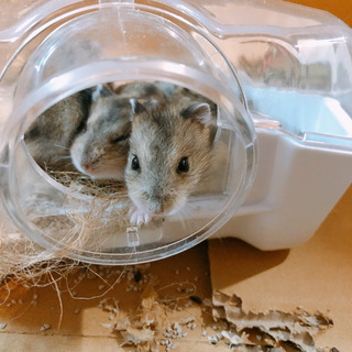 グレーとブルーサファイアジャンガリアンの赤ちゃん