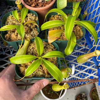 ①観葉植物(ウツボカズラ)