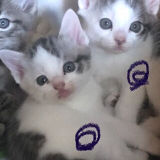 至急！里親募集します！