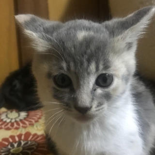 【引き渡し済みです】モフモフ♪ 子猫2匹　2ヶ月くらいです　玉野市