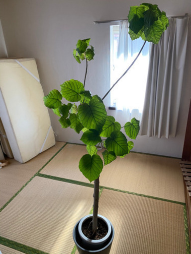 ウンベラータ