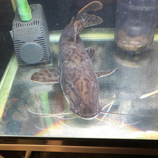 熱帯魚　タイガーシャベルノーズキャット