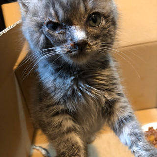 子猫の里親さん募集