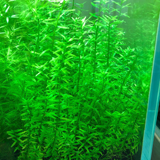 【水草】グリーンロタラ 10本 水草水槽 レイアウト水槽