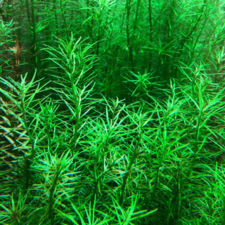 【水草】ロタラナンセアン 10本 水草水槽 レイアウト水槽