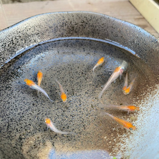 紅白ラメめだか　選別済若魚　1匹〜