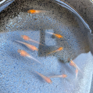 紅白ラメめだか　選別済若魚　1匹〜の画像
