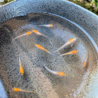 紅白ラメめだか　選別済若魚　1匹〜の画像