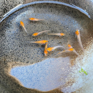 紅白ラメめだか　選別済若魚　1匹〜の画像