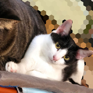 整ったお顔ののんびり屋さん　