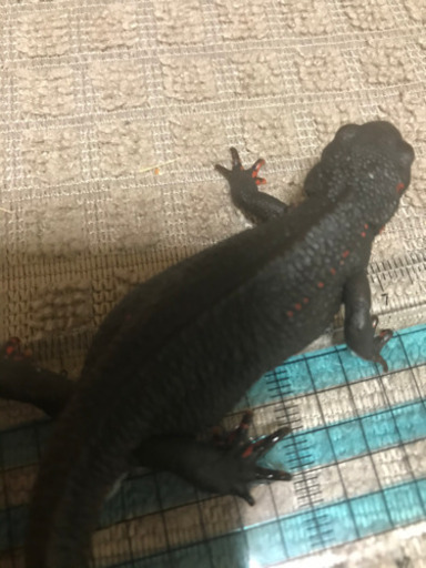 イモリくん　爬虫類マニア世界のイモリ必見