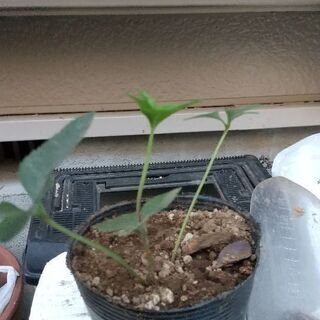 クリスマスローズの苗  値下げ中