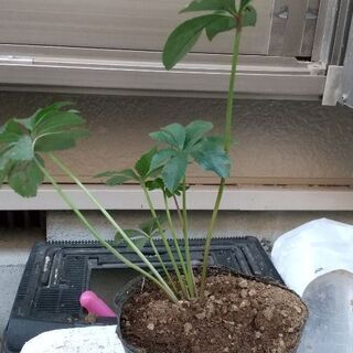 クリスマスローズの苗  値下げ中の画像