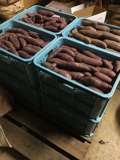 さつまいも（紅はるか）販売します。