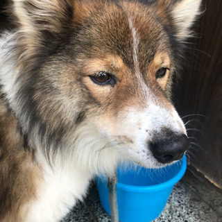 13歳高齢犬