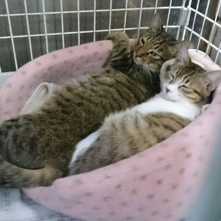 保護子猫兄妹・いちくん・まいちゃん・里親さんを募集しています