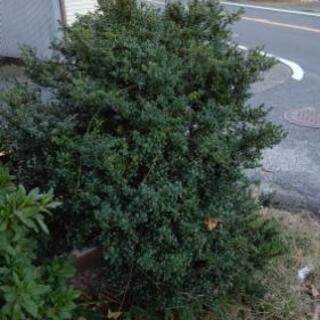 植木の伐採(根から)と処分