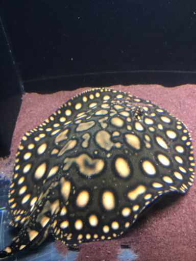 ダイヤモンドポルカHB 雄♂ 淡水エイ