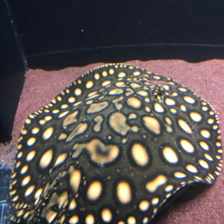 ダイヤモンドポルカHB 雄♂ 淡水エイ
