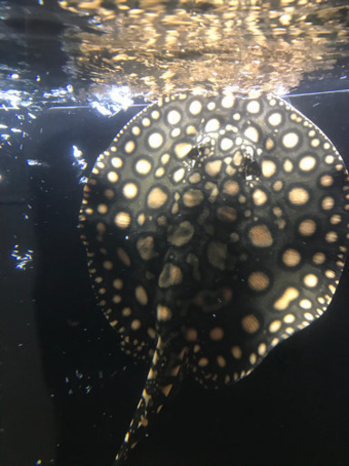 ダイヤモンドポルカHB 雄♂ 淡水エイ