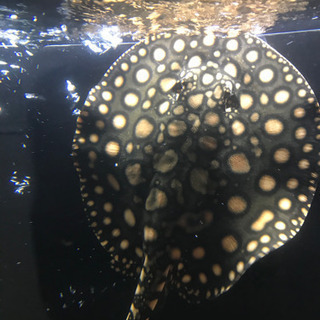 ダイヤモンドポルカHB 雄♂ 淡水エイ