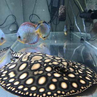 ダイヤモンドポルカHB 雄♂ 淡水エイ