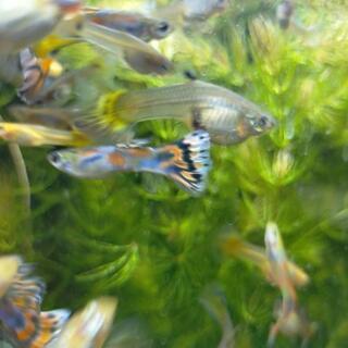 グッピー メスオス １０ペア  の画像