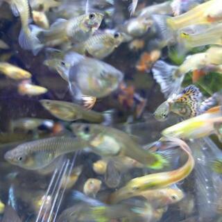 グッピー メスオス １０ペア  の画像