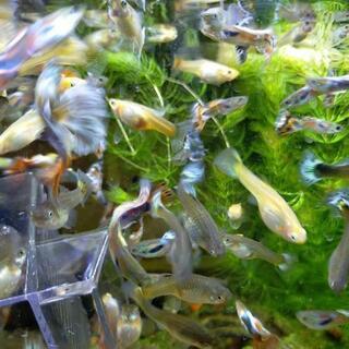 グッピー メスオス １０ペア  